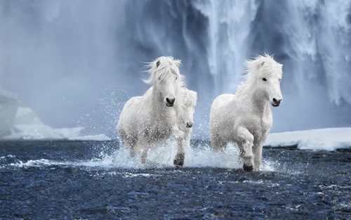Mơ thấy ngựa trắng